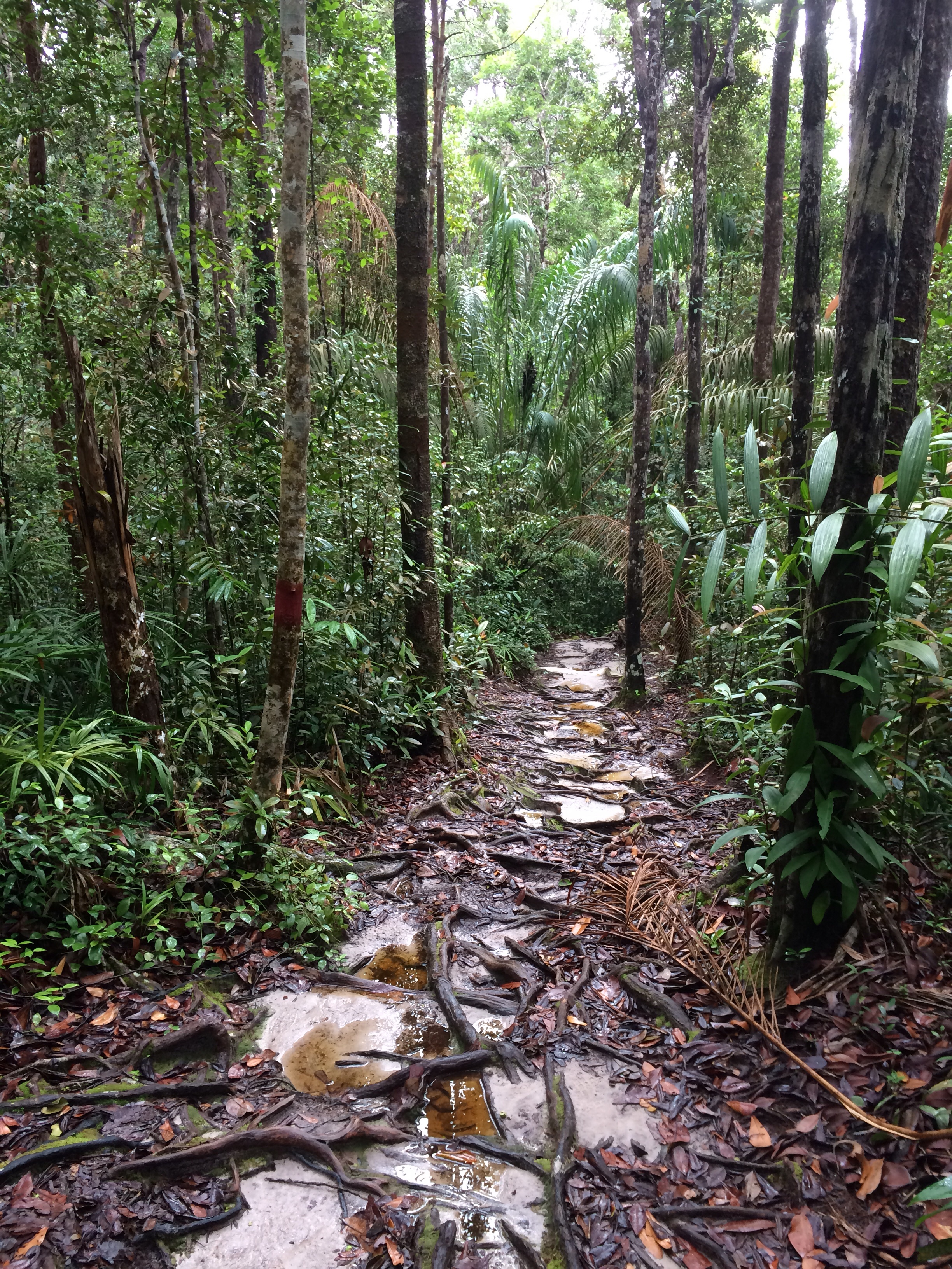 Tuff vandring i Bako National Park - blött, brant och många halkiga rötter!